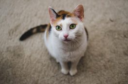 Ola: Kotek wraca do zdrowia
