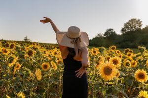 sunflowers, field, flowers