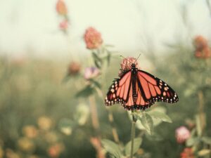 motyl na łące