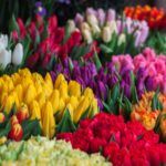 kolorowe tulipany