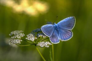 motyl na kwiatku